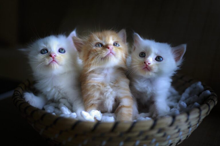 cat-g889bdfd91_1920