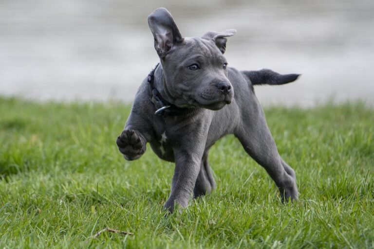 puppy-4523666_960_720